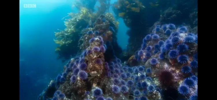 Purple sea urchin (Strongylocentrotus purpuratus) as shown in Blue Planet II - Green Seas